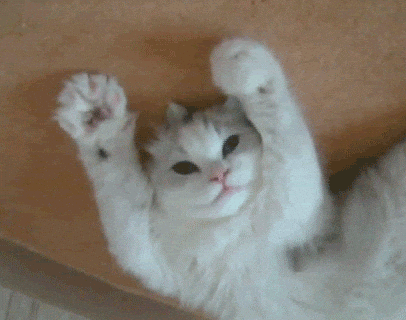 Cat GIF